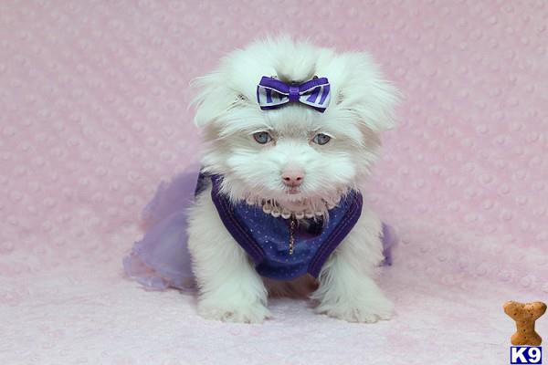 lvpuppyheaven Picture 2